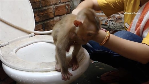 1.2K views · 32 reactions | Most Cute Moly Use Toilet For Cleaning | Mom Take Care Moly Health| Moly Morning Routine Part 5 | Monkey Dodo | Facebook