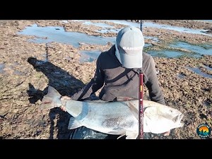 Giant Mulloway in My Arms! 🐟😱 | Epic Catch of the Day