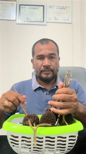 Menikmati Buah Kalasan: Lebih Enak dari Rambutan