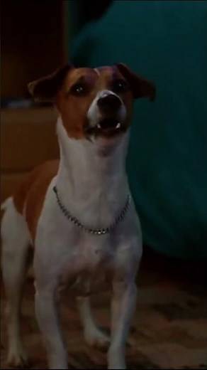 Jim Carrey The Mask Clip | First Transformation | Best Movie Scene 🎭