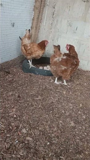 Vous souhaitez démarrer ou booster votre élevage ?Saisissez cette opportunité avec nos Goliaths