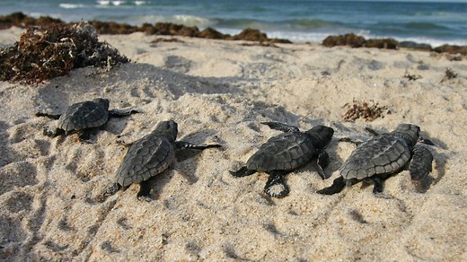 Sea turtles: Can these great marine migrators navigate rising human threats?