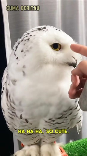 cute angry owl #pet #short #owl