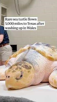 Rare sea turtle found in Rhosneigr, Wales flown 5,000 miles to Texas for treatment and release