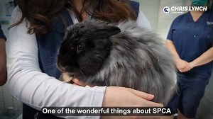 21K views · 230 reactions | These fluffy Angora rabbits need a home - Can you help? | Chris Lynch | Facebook