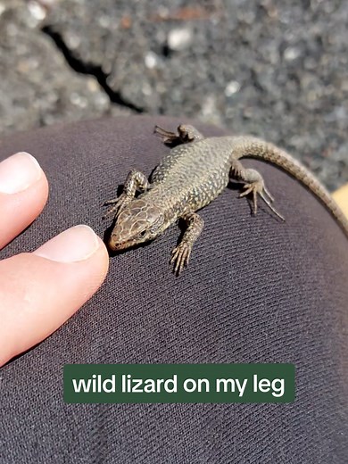 Discover My Adorable Wild Lizard Friend