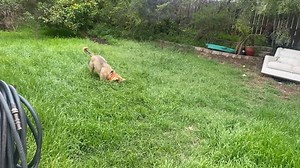 Watch Chuckit Ultra Ball - The Only Ball My Dog Plays With! on Amazon Live