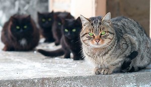 Discover the best homemade repellents for cats ▷➡️ Postposmo