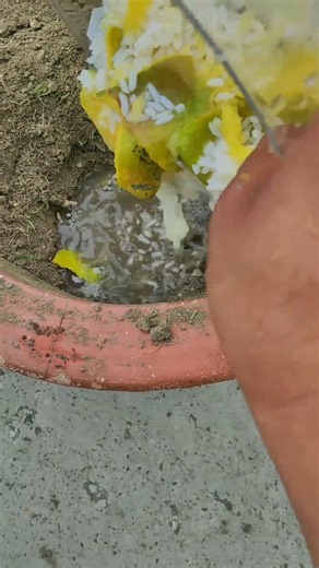 Turn Leftover Rice & Mango Peels Into Powerful Compost!
