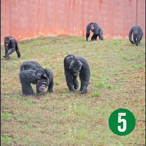 We’re counting down to a very exciting day tomorrow at Project Chimps. It’s not a group of #newchimps, though we’re pleased to say that we’re getting closer to being ready to welcome the next troop. Support us by liking this post and checking back with us tomorrow! Photos by Crystal Alba. #itstheirtimetolive | Project Chimps