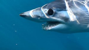 5.3K views · 362 reactions | The player mako from yesterday... | Shark Explorers | Facebook