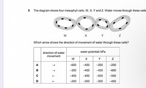 Question 5:The diagram shows four mesophyll cells, W, X, Y an... | Filo