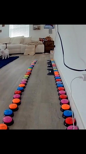 36K views · 587 reactions | So smart.. her ball is under the couch… #smartdog #talkingdog #dogmom #dogbuttons #dogamazesme | Shelly Smith | Facebook