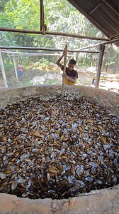 1.7M views · 7.9K reactions | Amazing Lime Making Complete Process Using Snails | Our Collection | Facebook