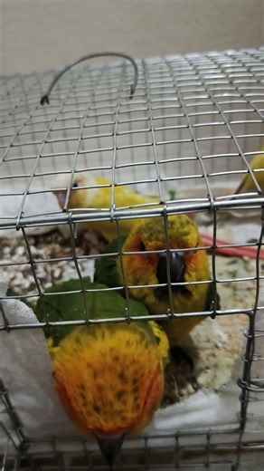 new parrot for exotic pets home #birds