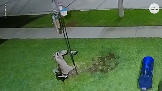 Skunk helps raccoon steal from bird feeder