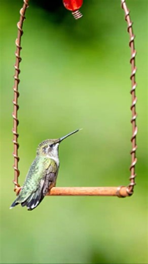 Tiny Jewels of the Sky: Beautiful Hummingbirds in Motion ✨🐦