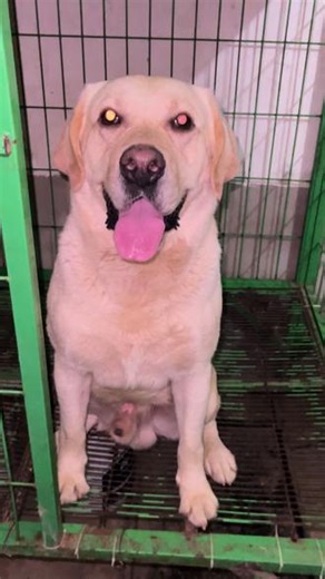 #拉布拉多 #宠物 #拉布拉多寻回犬 #拉布拉多日记 家庭伴侣犬 坐，卧，立，坐立，站立，握左右手，扶墙，扶墙定，后退，定，叫，凶，看守，转圈，躺下，打滚，进档，钻档，靠，随行，低头，害羞，害羞定，召回，上下车，坐电车，下水，水桶里潜水捡球，低头 指哪上哪，口令大小便，进笼安静，一叫就回，口令回话~「今年旺不旺，汪汪汪」「想吃吗」汪'答 确认。开笼子听口令进出，关笼子，人走那卧那，进笼安静，不拉笼