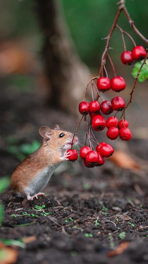 2.9M views · 125K reactions | Rate the cuteness from 1-10 ⁣⁣ ⁣⁣⁣⁣...