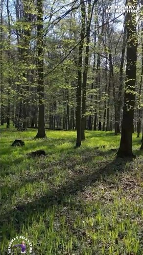 SUNNY SPRING FOREST IN MOTION | DANCING TREE SHADOWS & WARM LIGHT IN 4K