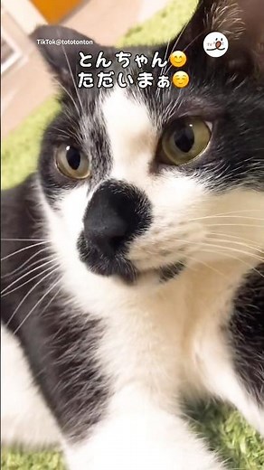変なテンションの飼い主と満更でもない猫｜PECO
