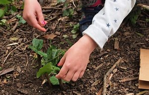 Ecology of Abney Park — Abney Park