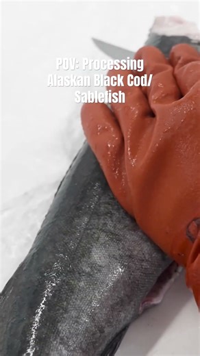 Black cod/sablefish processing and filet #fishfillet #alaska