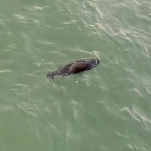 Sea otters are one of the many wonders of the sea, being both adorable animals and crucial to the survival of kelp forests! What a beauty it is to watch an animal live free from human harm. Around 50,000 North American River Otters are killed each year by legal trapping throughout the USA and Canada Be kind to all animals❤️ | Los Angeles Animal Save | Facebook