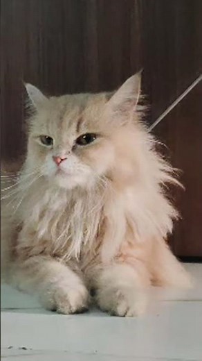 Hunny bunny Cats 🙀 is live#hunnywithbunny #cat video entertainment