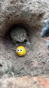 🎉 #timelapse ,START to FINISH Alone BUILDLOG Cabin #ishantkarnaliya #shorts #frogs