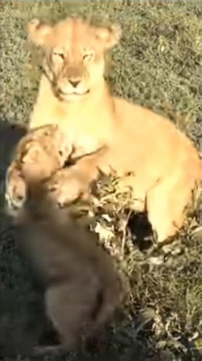 Mom lioness playing with her cub #lion #shorts