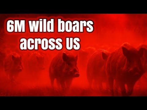6 Million Wild Boars: America’s Silent Invasion