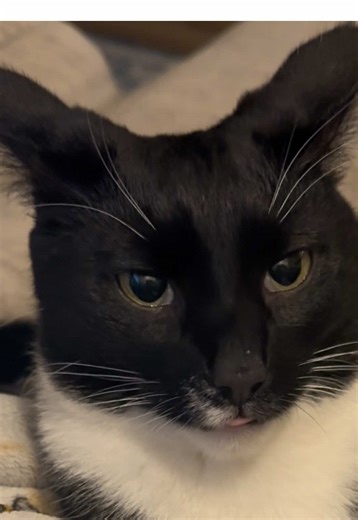 Michael and Sparkles (@meowkeyandsparkles)’s videos with original sound - jovynn