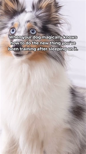 4.3K views · 88 reactions | Call us lazy, but gotta love latent learning  iykyk #fenzidogsportsacademy #latentlearning #dogtraining #dogtricks #dogtreats #trickdog #dogsports #lazydogtraining | Fenzi Dog Sports Academy | Facebook