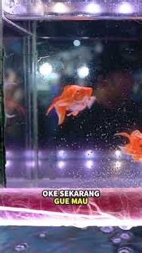 HUNTING IKAN MOLLY MEWAH DI PASAR IKAN JATINEGARA! SUSAH TENTUIN IKANNYA SAKING BAGUSNYA!