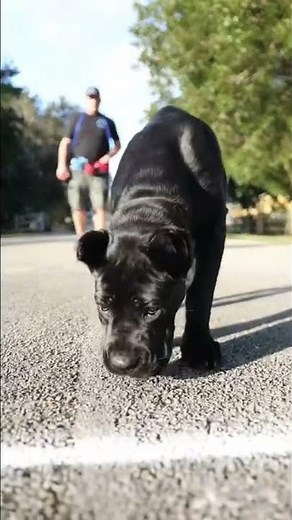 Beginning stages of heeling with a 4 month old Cane Corso #dog