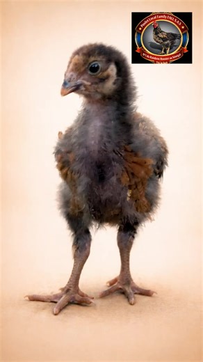 Rainbow Rooster Poulet local améliore au Sénégal. #rainbowrooster #aviculturesenegal #pouletlocal