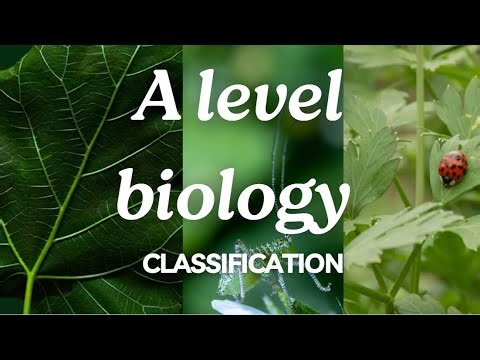 A Level Biology Edexcel A SNAB Topic 4: Classification