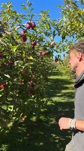 27K views · 268 reactions | Du JAMAIS VU au VERGER BARRY L’AUTOCUEILLETTE se poursuit :) Encore un beau week-end qui se présente alors venez profiter de l’ABONDANCE avec nous! | Verger Barry | Facebook