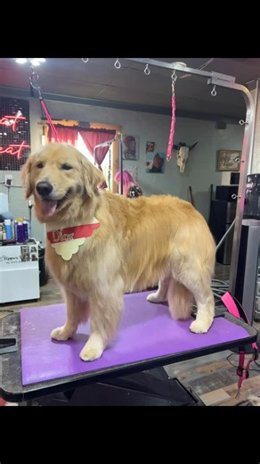 Addie  . . . #NoDirtyDogz #PetGrooming #DogGrooming #DogGroomer #WinstonSalem #WinstonSalemNC #NorthCarolina #NC #BestFriendz #DogStylist #Dogsalon #PetSalon #DogGroom #NCGroomers #DogsofInstagram #DogsofInsta #SmallBusiness #SupportSmallBusiness #DogLove #Pets #BestFriend #triadnc #ncdogs #kenchiigrooming #andisgrooming #utsumigrooming #newmoonscissors #winstonsalemdogs #winstonsalempets #goldenretriever | Tori's Trims at Best Friendz Too | Facebook