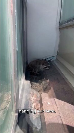 Trevor Safely Removes Rooftop Raccoon 🦝