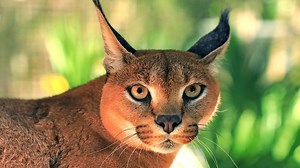 Turn up the volume and listen to the cutest big cat vocalization. The caracal trill is the BEST! | Big Cat Rescue
