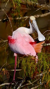 A Roseate Spoonbill carefully preens his bright orange tail feathers, keeping them in top shape as he shows off his beauty to a future mate. Courtship is coming, every feather counts! Florida fall is beautiful right now with golden cypress trees filled with spoonbills. Filmed with my Nikon Z 9, 600mm f/4 TC lens, slow motion video capturing one of nature’s quiet rituals. #roseatespoonbill #floridawildlife #nikonambassador #nikonz9 #naturelovers | Deborah Sandidge Photography