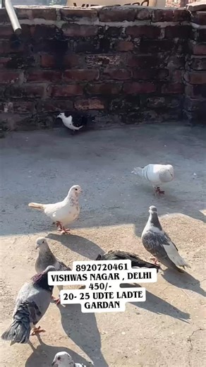 racer pigeon loft on Instagram: "#recents recents #pigeon #kabutar #ghaziabad #kabutarbazi♥️👑🕊️ shok trending viralreels reelsinstagram java reelsview racer reels reelsvideo delhi jamamasjiddelhi recent public views seelampur pasonda laxminagar okhla punjab punjabi haryana india world all birds bird birdphotography birdlovers foryou daily kabutarpalna kabutarlover😍😘 kabutarlover kabutarbazi instagood instalove instadaily instalike instamood instagoods reelviral reelsi̇ndia reelsvideo explore