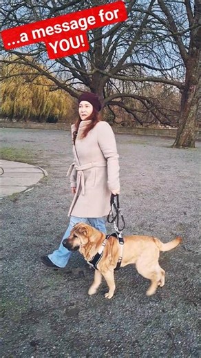 Shar-Pei Enthusiasten sagen DANKE ! #shorts #dog #sharpei #dogvideos #pets #funnydogs #doglove