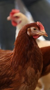 3.2K views · 19 reactions |  De plus en plus de foyers achètent des poules pondeuses pour leur jardin. Pour les œufs, pour la réduction des déchets alimentaires : elles sont plus que jamais à la mode. Reportage à la Foire de Beaucroissant, où des milliers de poules sont vendues  | Le Dauphiné Libéré Grenoble et Sud-Isère | Facebook