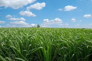 Wheat School: Wheat's role in building soil fertility and health