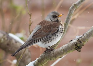 Bird 175 – Fieldfare