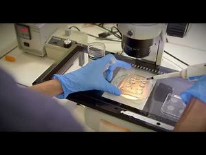 IVF Insemination: What is Involved?