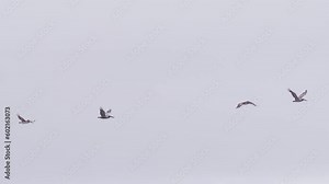Large pelicans flying together high above ocean. Video of many wild birds flying together. Wild nature marine background shot on RED, California USA 4K. Flock of pelicans in cloudy sky slow motion